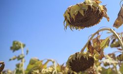 Erzurum Pancar Ekicileri Kooperatifi’nde ayçiçeği krizi büyüyor: Çiftçiye 200 milyon lira ödenemiyor