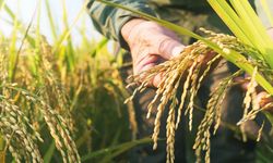 TMO’nun çeltik fiyatı üreticiyi tatmin etti mi?