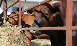 ABD’de sığır azalıyor, Türkiye daha pahalı et ithal edecek