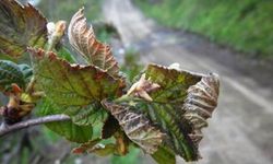 Samsun çiftçisi don zararıyla yalnız kaldı: Bakanlık ‘otomatik hesap’ dedi, mağduriyet sürüyor