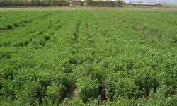 2026'da Hakkari’de hangi ürüne destek var? Havza havza güncel ürün listesi