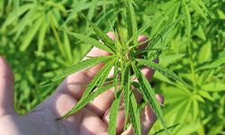 Kenevirden elde edilen ürünler için yeni dönem: Ruhsat, satış ve THC sınırı netleşti