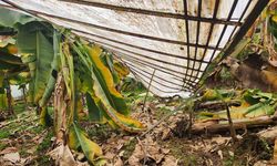 Mersin Anamur’da dolu muz ve çilek seralarına zarar verdi