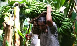 Mersin’de tarımın yıldızları: Limon, muz, kabak ve mandalina