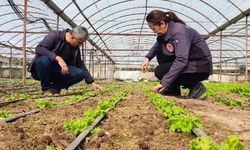 Hazine arazisinde kapalı ortam üretim yapanlar dikkat: Askı listeleri yayımlandı