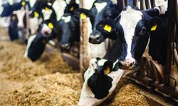 Tarım Kredi’den bir ayda iki yem zammı!