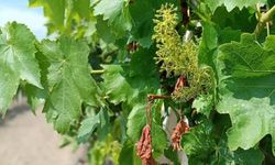 TARSİM’de prim şoku: 600 bin liralık sigorta 2,5 milyona çıktı