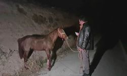 Sultansuyu Tarım İşletmesi’ndeki tay ölümleri Meclis’te