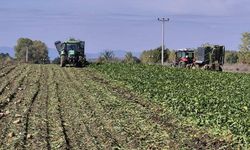 Pancar üretiminde Türkiye’de bir ilk: Özel fabrikanın ekim alanı değiştirildi, Bakanlık mahkemelik oldu