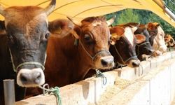 Artvin’de hayvan varlığı alarm veriyor: Sığır ve küçükbaşta düşüş dikkat çekti