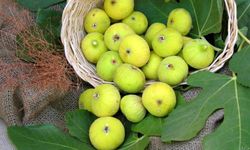 Aydın’da meyve üretimi sıçradı, tarla ve sebzede gerileme dikkat çekti