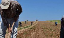 Çiftçi artık ulaşamayacak: Tarım Kredi'nin faaliyet raporları kaldırıldı