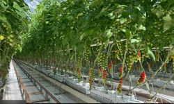 Muş Alparslan Üniversitesi’nde dikkat çeken araştırma: Bitkilere elektrik verilerek verim artırılabilir mi?