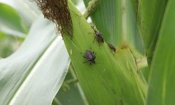 Kahverengi kokarca soruları yanıtsız kaldı: Bakanlık zararın boyutunu açıklamadı