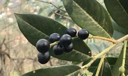 Rize’de tarımsal üretim verileri açıklandı: Meyve üretimi zirvede