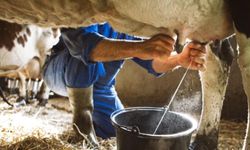 Çiğ süt maliyeti 20,04 TL oldu: Ocak'ta üretici zararına üretim yaptı