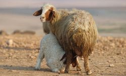 TİGEM küçükbaş hayvancılık desteğinde kapasite alarmı: 150 bin koyun projesi gen kaynaklarını tehdit mi ediyor?