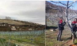 Meyve bahçelerinde 'pembe tomurcuk' alarmı: Tek bir uygulama ile tüm sezonu kurtarın!