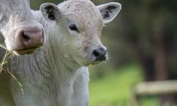 Buzağı bakımında kritik 'ilk 2 saat' uyarısı: O hatayı sakın yapmayın!