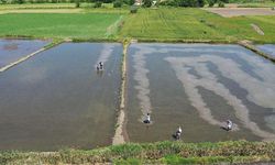 TBMM Tarım Komisyonu'ndan geçti: Yerleşim yerlerine yakın çeltik ekiminde yeni dönem