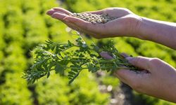 Güneydoğu'da mercimek seferberliği: Buğday ve arpadan kaçış var!