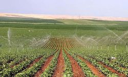 Diyarbakır havza destekleri 2026: İlçelere göre desteklenen ürünler