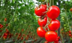 Domates yetiştiriciliği