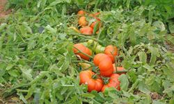 Domates yetiştiriciliğinde altın kural: Gübre nasıl ve ne zaman verilmeli?