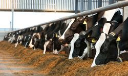 2026 yem maliyeti hesaplandı! Amasya DSYB’den 50 anaçlı işletme için altın rehber