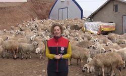 Kuzu ölümlerine karşı altın kurallar: İlk 24 saate dikkat!