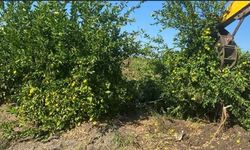 Üreticiye balta, ithalatçıya vergi kıyağı: Limonda çarpık düzen!