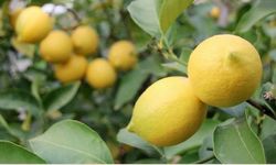 Bakanlığın ‘Yeterlilik’ Raporu Çöp Oldu: Limon Üreticisine İthalat Darbesi!