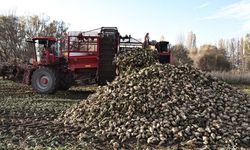 Yönetmelik mi, yeni Kanun mu? Şeker fabrikalarına 'kaçak pancar' cezasında 272 milyon liralık fark!