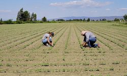 Adana'da 1000 TL, Urfa'da 3.600 TL! Çiftçiler bu fiyatlarla nasıl rekabet edecek?