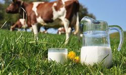 Korkutan Şubat hesabı: 1 litre sütün maliyeti 20,45 TL! Üretici zararın eşiğinde!