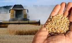 TİGEM buğdayı kaç TL’den sattı? Ceylanpınar ihale sonuçları belli oldu!