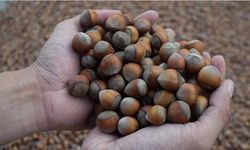 TMO eski fındıkları ihalesiz ve duyurusuz satışa çıkardı, piyasa karıştı