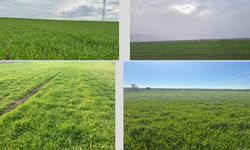 Son 66 yılın yağış rekoru kırıldı: TMO'dan 2026 için yüksek verim müjdesi!