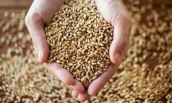 Türkiye’den rekor buğday hasadı beklentisi: 25 milyon tonluk dev rekolte kapıda!