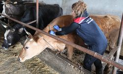 Veteriner hekimlikte disiplin reformu: Uzlaşı mı, mali infaz mı?