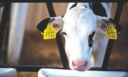 Hayvancılıkta tebliğ dönemi: Aşı ve küpe ücretlerinde 'Dijital Mahsup' başlıyor!