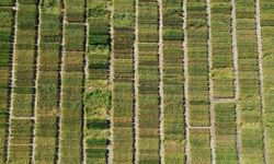 Biga’da çeltik üreticisine su şoku: 10 köyde ekim yasaklandı, çiftçi çaresiz!