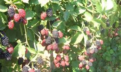 O ilde yüzde 70 hibeli sözleşmeli üretim seferberliği: Böğürtlen yetiştirene büyük destek!