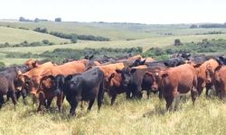 Küresel besi danası piyasasında 'Arjantin' şoku: Fiyatlar yüzde 35 birden fırladı!