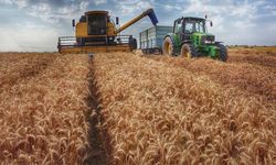 Makarnalık buğday direniyor, arpa çakılıyor! Hububat piyasasında neler oluyor?