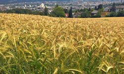 Yem krizine yerli çözüm: Yulaf, çavdar ve tritikale destek kapsamına alındı