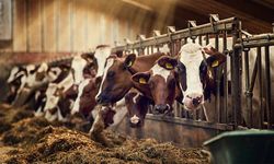 Süt fiyatlarında 1 Mayıs değişikliği: Soğutma bedeli 1,80 TL’ye yükseldi! İşte tüm detaylar