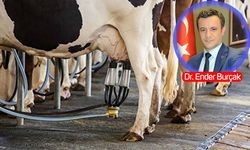 HAYGEM eski Daire Başkanı Dr. Ender Burçak’tan korkutan uyarı: "Mayıs’tan sonra süt bulmak zorlaşacak!"