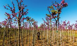 Fidan üretiminde yeni dönem: Sertifika standartları ve kayıt kuralları sil baştan!
