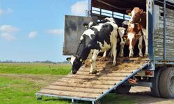 Gümüşhane’de canlı hayvan nakliyecilerine "Sertifika" zorunluluğu: Eğitim ve sınav takvimi açıklandı